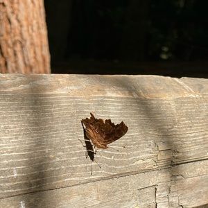 Meet your Posher, Desiree